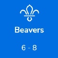 Beavers